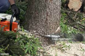 Best Tree Cabling and Bracing  in Chatmoss, VA