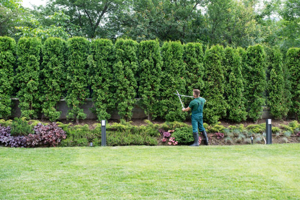 Best Lawn Irrigation Installation and Maintenance  in Chatmoss, VA