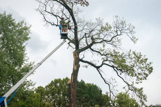 Best Fruit Tree Pruning  in Chatmoss, VA