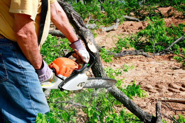 Best Organic Lawn Care Solutions  in Chatmoss, VA